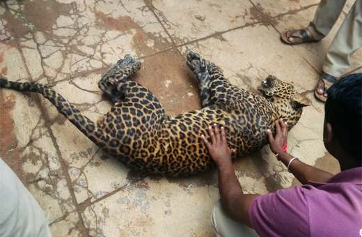 udupi leopard